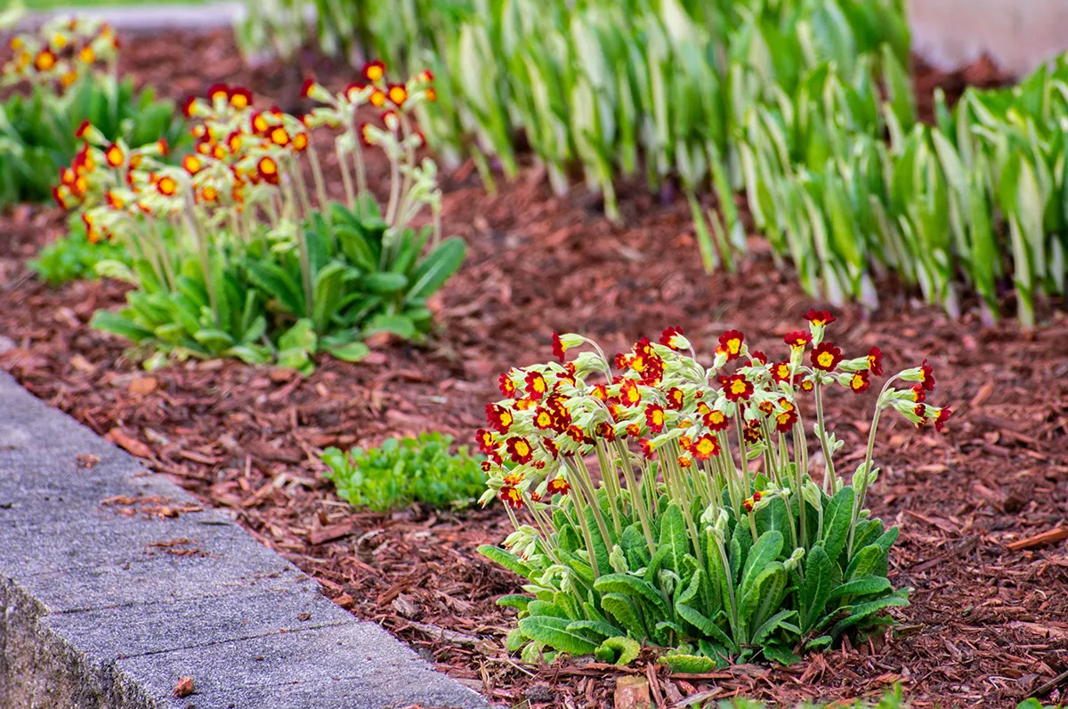 Professional Plant Installation in Washington Area