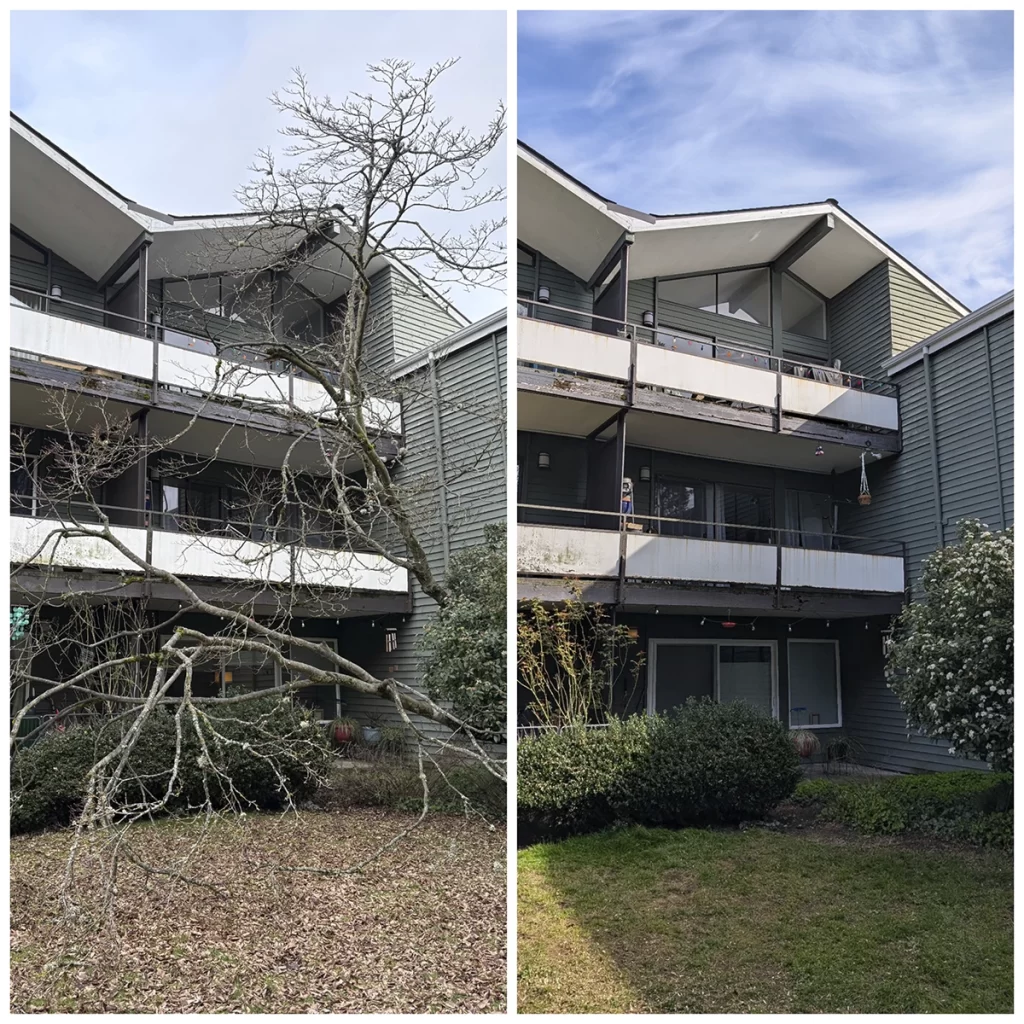 tree removal