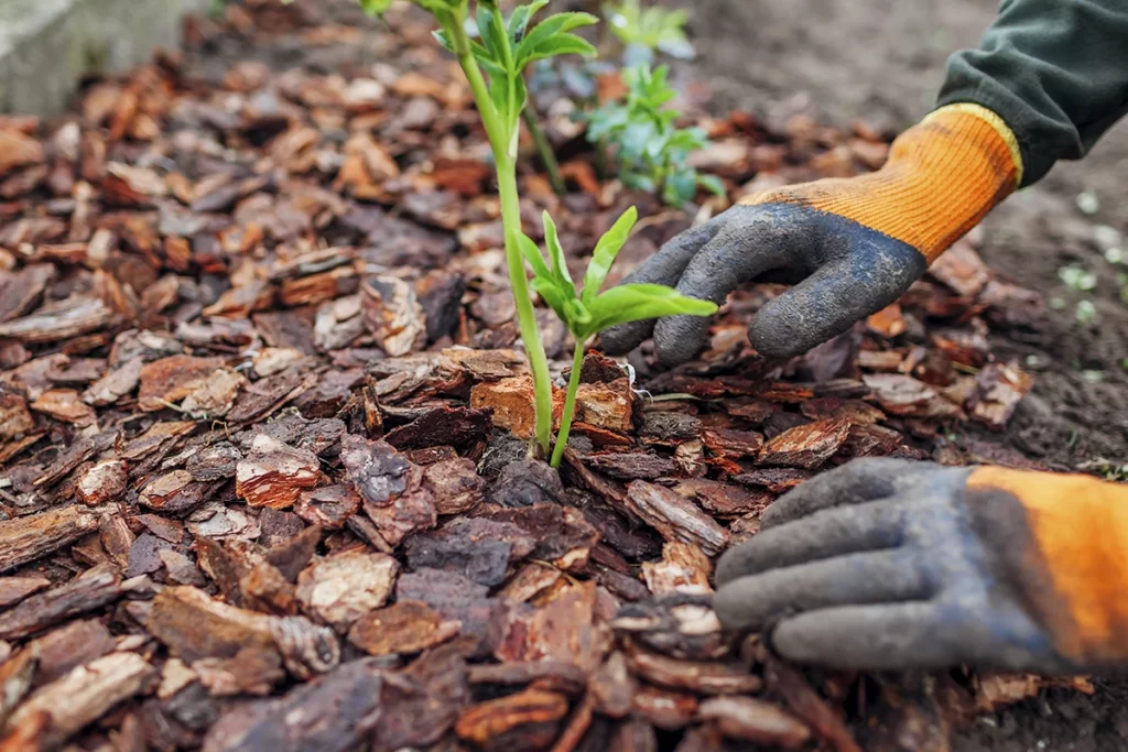 How to Refresh Your Garden Beds Before Spring Growth Begins