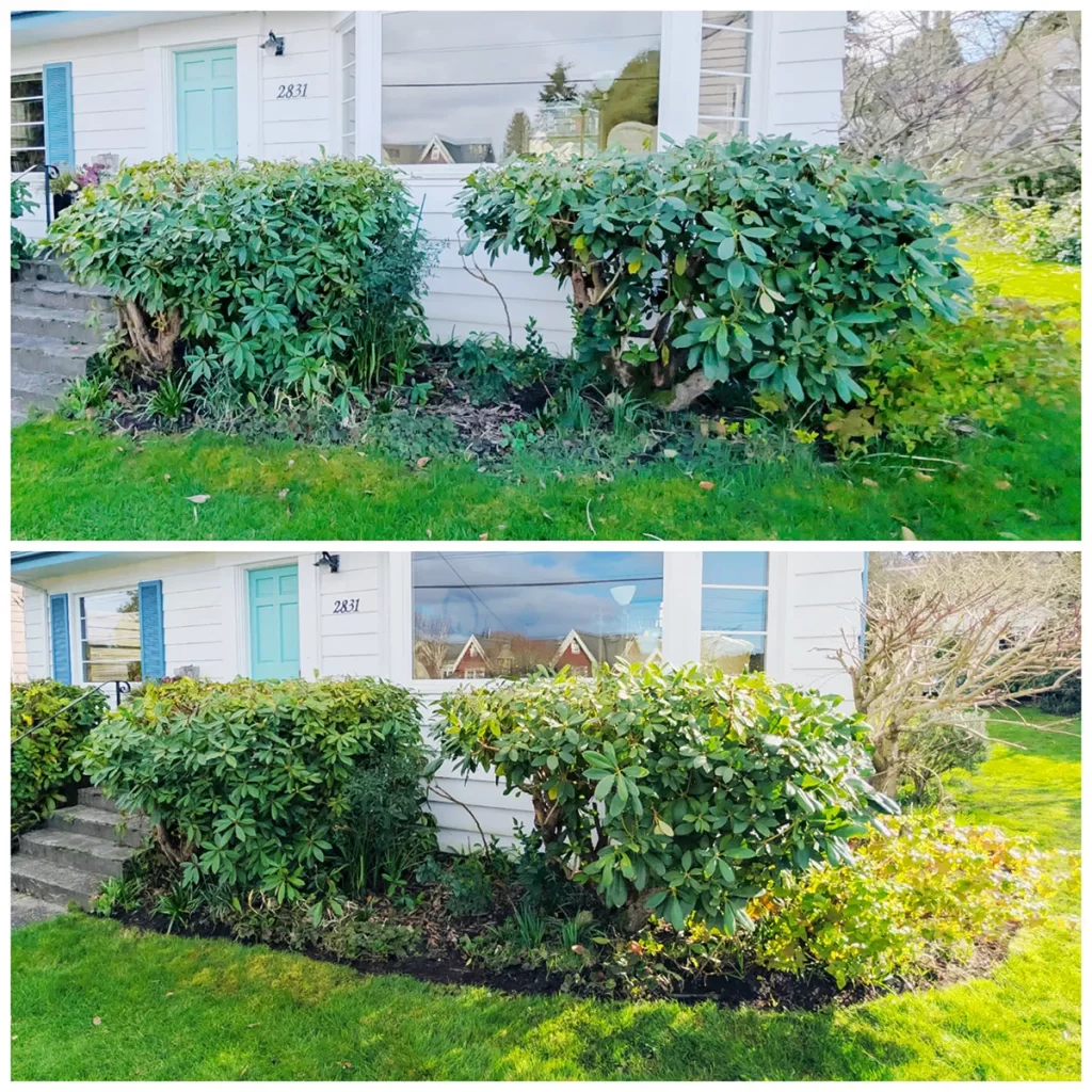 Pruning and Hedge Trimming in Shoreline WA