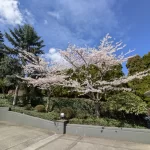 Weekly Lawn Care Schedule for Homeowners in Shoreline, WA