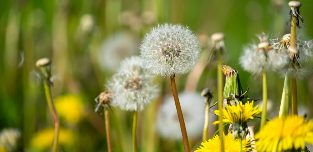 Weed Removal Tips for Washington Lawns | Ballinger